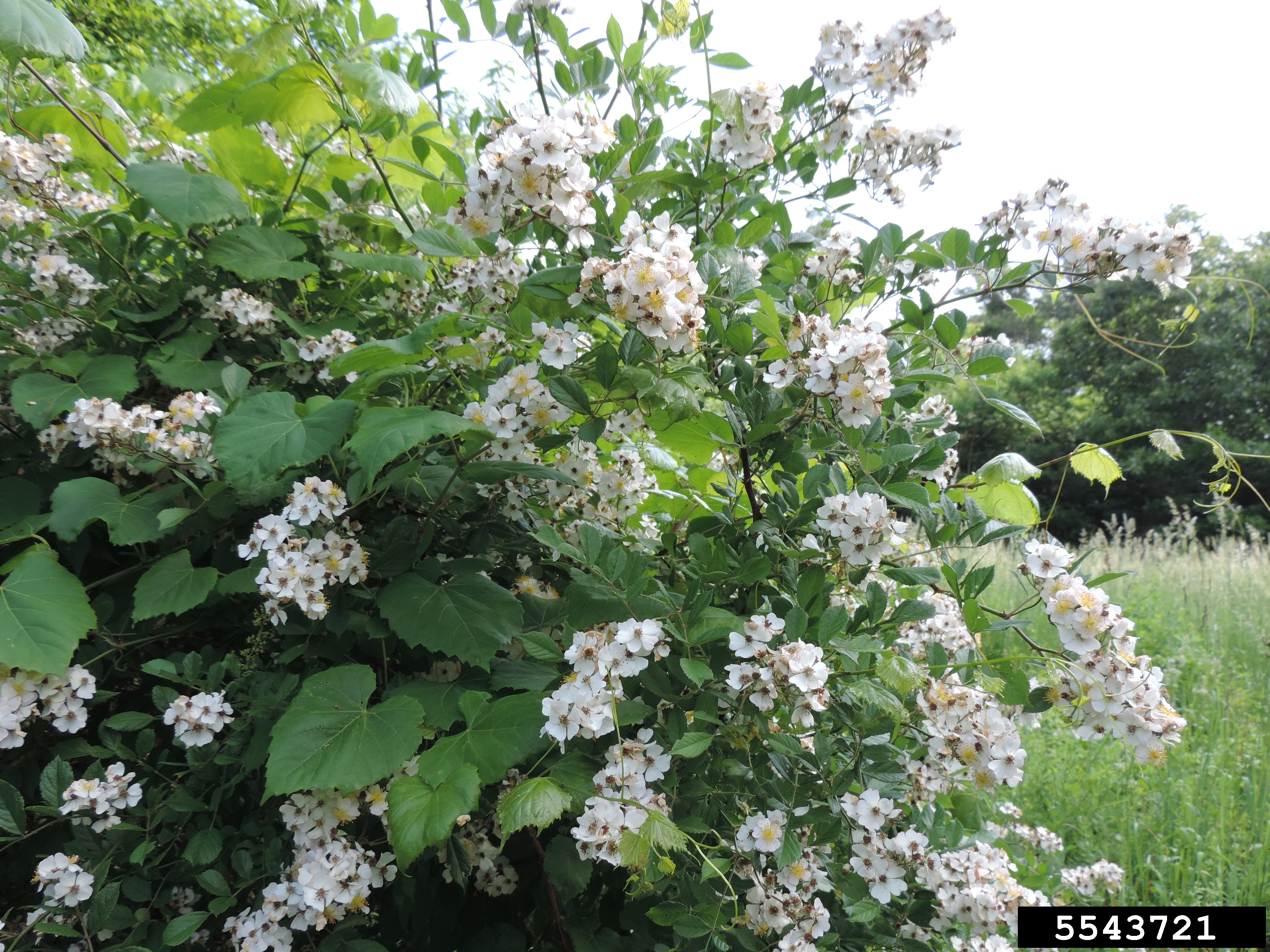 Rose rosette disease on a multiflora rose